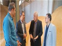 آغاز خريد تضميني گندم در شهرستان تايباد