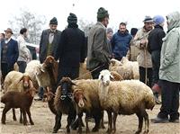 فرماندار کوهدشت: متخلفان ذبح دام خارج از کشتارگاه پيگرد قانوني مي‌شوند