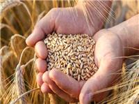 واریز 45 همت به حساب گندم‌کاران؛ پرداخت‌ها در مسیر تسویه کامل