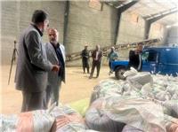 افزايش 30 درصدي کشت کلزا در جويبار/ برداشت 720 هکتار دانه روغني