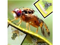 باغداران هوشيارتر از هميشه؛ رديابي و شکار 21 عدد مگس ميوه مديترانه‌اي در 600 هکتار از باغات بابل