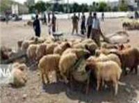 مدير هماهنگي و نظارت بر خدمات شهري شهري کرمانشاه:برپايي 11 جايگاه عرضه دام قرباني در کرمانشاه