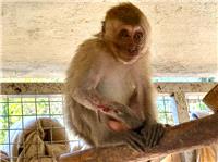 A tiger on a gurney? Peek inside Thailand`s wild animal hospital