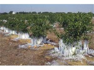 هشدار فوري به باغداران و گلخانه‌داران مازندران، يخبندان سخت و خسارت‌آفرين در راه است!