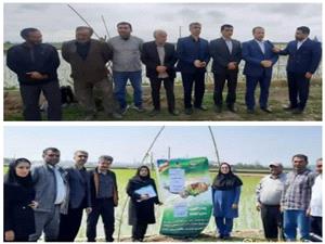 اجراي موفق پايلوت طرح جهش توليد در شاليزارهاي بيشه شمالي شهرستان بابل