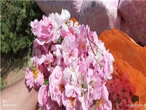 بيش از 150 نوع فرآورده در دنيا  از گل محمدي استحصال  مي شود