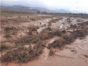 خسارت يکصد ميليارد توماني به حوزه کشاورزي شهرستان فيروزه