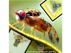 باغداران هوشيارتر از هميشه؛ رديابي و شکار 21 عدد مگس ميوه مديترانه‌اي در 600 هکتار از باغات بابل