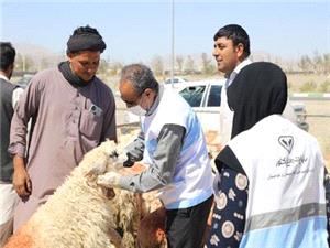 فعاليت 36 اکيپ دامپزشکي در ايلام همزمان با عيد قربان