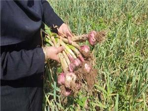 برداشت 15500 تن سير از 310 هکتار از مزارع استان آذربايجان شرقي