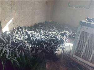 كشف انبار مقطوعات تاغ غيرمجاز در نيشابور