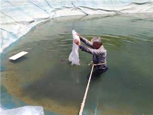 براي نخستين بار در عجب‌شير؛ آغاز پرورش ماهي در استخرهاي کشاورزي