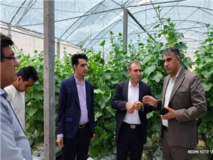 حمايت ويژه از متقاضيان احداث گلخانه در شهرستان معمولان