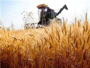 بی‌توجهی به پرداخت خسارت، انگیزه کشاورزان گندم‌کار را از بین برده است