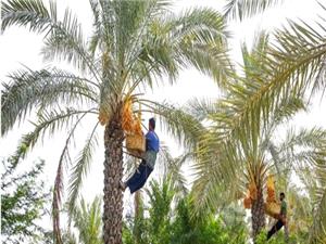 فرماندار دشتستان: 120 هزار تن خرما و رطب از نخيلات دشتستان برداشت مي‌شود