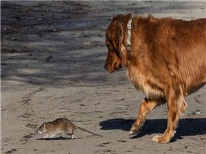 Does your city feel rattier than ever? Rat numbers are shooting up and scientists say they’ve figured out why