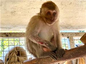 A tiger on a gurney? Peek inside Thailand`s wild animal hospital