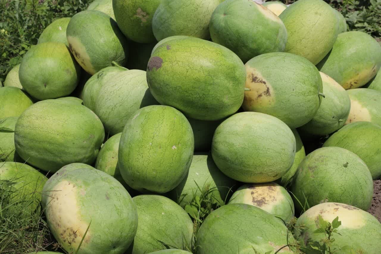 خبرگزاری آریا
