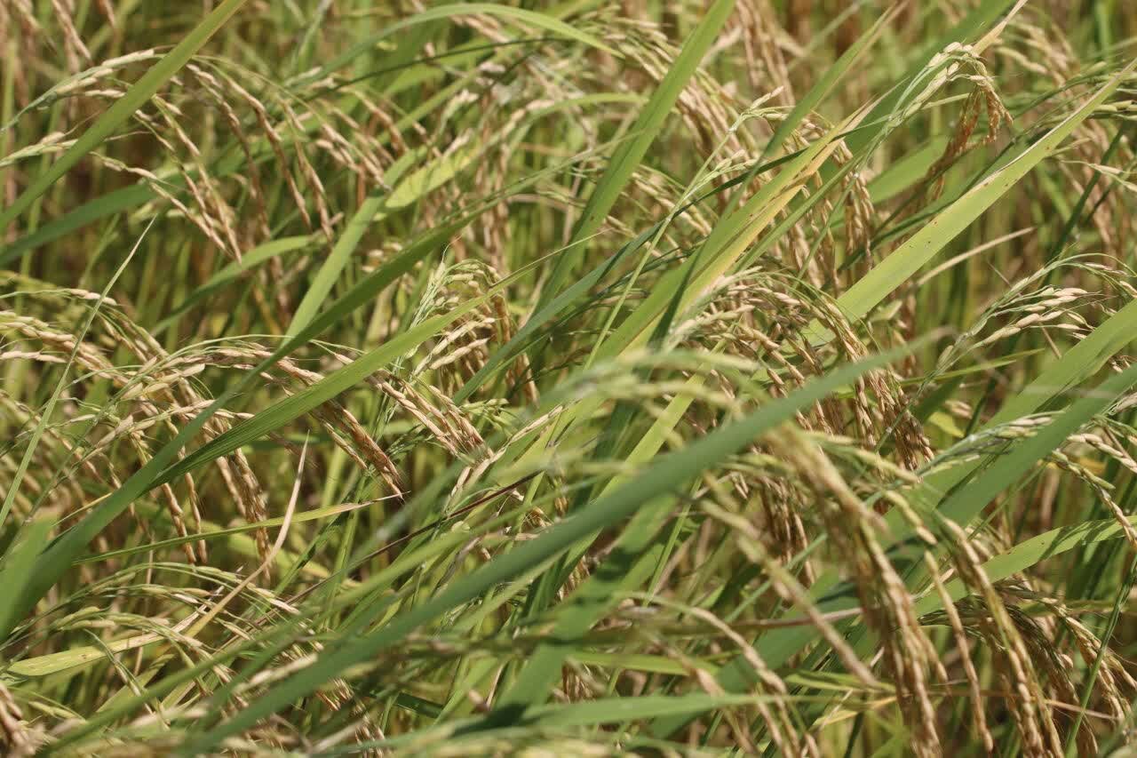 خبرگزاری آریا